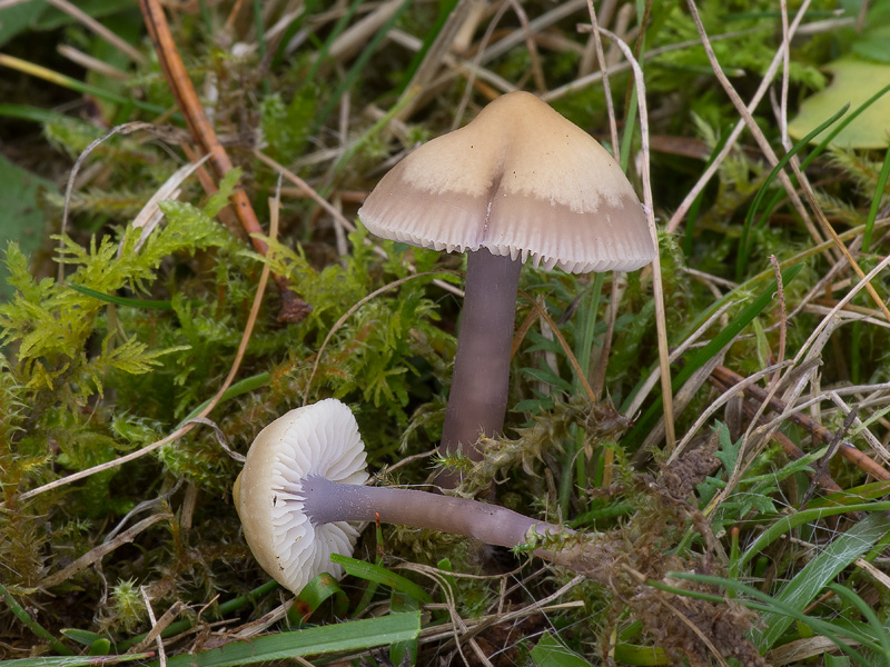 Mycena luteovariegata